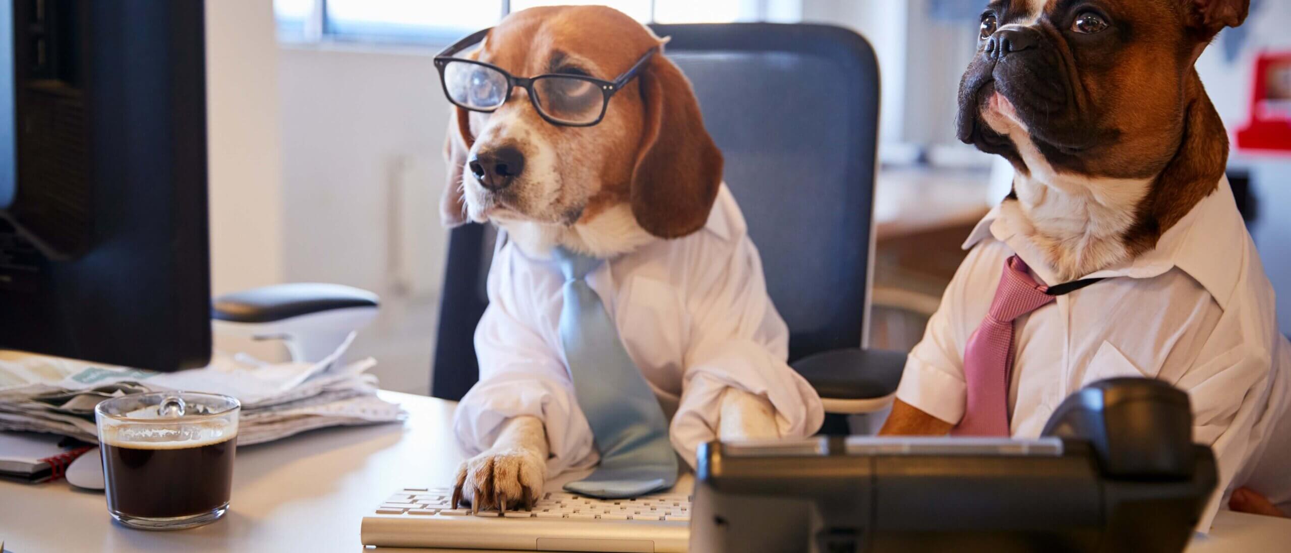 Dogs in the Workplace